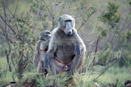 Un macho alfa Chacma Baboon, Papio ursinus, siendo preparado por otro babuino en el Parque Nacional Pilanesberg, Sudáfrica