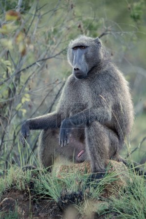 Un mâle alpha Chacma Baboon, Papio ursinus, assis sur un rocher dans le parc national du Pilanesberg, Afrique du Sud