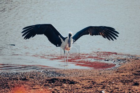 A Marabou stork, Leptoptilos crumenifer, with wings spread as it lands at the edge of a dam in Pilanesberg National Park in South Africa