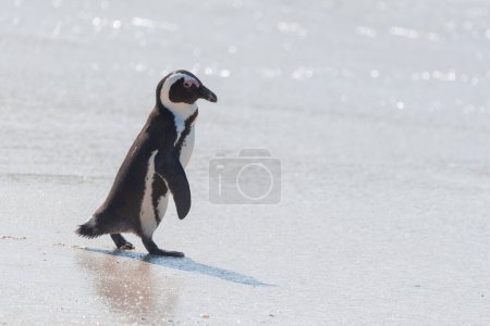 An endangered African penguin, Spheniscus Demersus, walking on the sand at Boulders Beach in South Africa