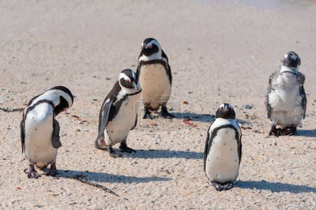 A group of African penguins, Spheniscus Demersus, sitting on the sand at Boulders Beach in South Africa