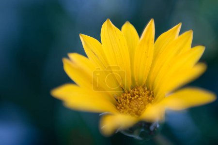 A yellow Gazania in Kirstenbosch National Botanical Gardens in Cape Town, South Africa