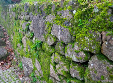 Téléchargez les photos : An old stone wall overgrown with moss and greenery - en image libre de droit