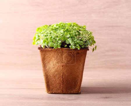 Photo for Sprouts of basil, growing herbs to use in cooking - Royalty Free Image