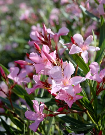 Nerium adelfa conocida como adelfa o rosebay, arbusto tropical, planta ornamental y paisajística. Enfoque superficial