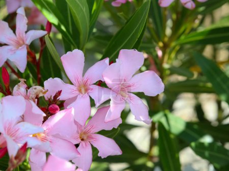 Nerium adelfa conocida como adelfa o rosebay, arbusto tropical, planta ornamental y paisajística. Enfoque superficial