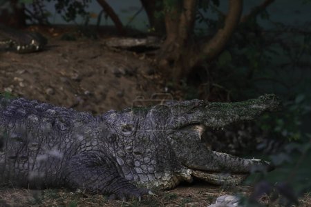 Téléchargez les photos : Indian freshwater crocodile or mugger or marsh crocodile (crocodylus palustris) in the wild - en image libre de droit