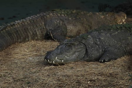 Téléchargez les photos : Indian freshwater crocodile or mugger or marsh crocodile (crocodylus palustris) in the wild - en image libre de droit