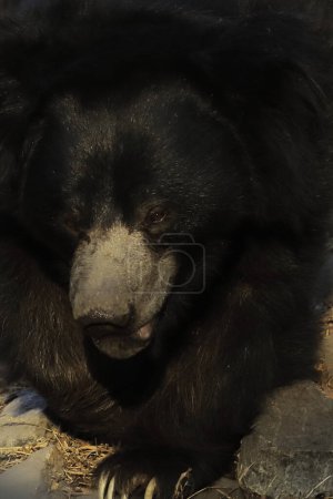 Foto de Close up view of endangered and endemic full grown sloth bear (melursus ursinus) in the wild - Imagen libre de derechos