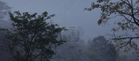 Foto de Nebuloso y brumoso bosque tropical de la región de terai, situado en las estribaciones del Himalaya en el oeste de Bengala, India - Imagen libre de derechos