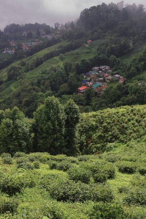Photo for Scenic mountain landscape, lush green valley and rain bearing monsoon clouds over the sky. beautiful panoramic view of himalaya foothills and countryside near darjeeling hill station, in india - Royalty Free Image