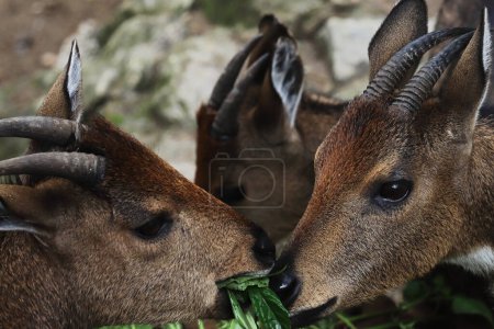 Foto de Una manada de pastoreo goral del Himalaya (naemorhedus goral) en el parque nacional de Singalila situado en las estribaciones del Himalaya cerca de Darjeeling, Bengala Occidental, India - Imagen libre de derechos