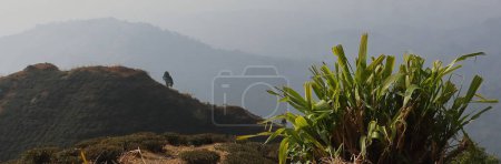 Photo for Mountain landscape of himalayan foothills area and tea garden of kurseong hill station near darjeeling in west bengal, india - Royalty Free Image