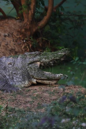 Photo for Big mugger or marsh or fresh water crocodile (crocodylus palustris) resting on the bank of river - Royalty Free Image