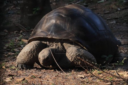 Photo for Aldabra giant tortoise (aldabrachelys gigantea) rare and vulnerable species. the species is endemic to seychelles islands - Royalty Free Image