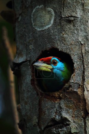 Téléchargez les photos : Un beau barbet à gorge bleue (psilopogon asiaticus) regardant à l'extérieur du nid, saison estivale, forêt tropicale en Inde - en image libre de droit