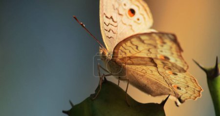 Téléchargez les photos : Gros plan d'un atlite junonia ou papillon gris panaché avec fond flou en saison estivale - en image libre de droit