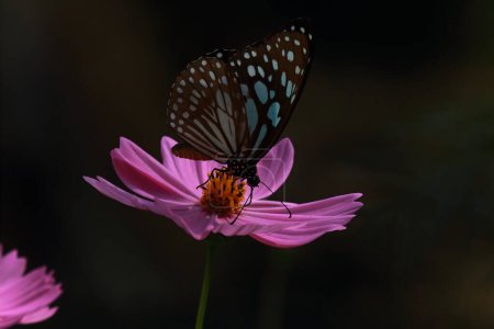 Foto de Hermosa mariposa tigre azul o limnias tirumala en la flor del cosmos y la polinización de la flor en el jardín, temporada de primavera - Imagen libre de derechos