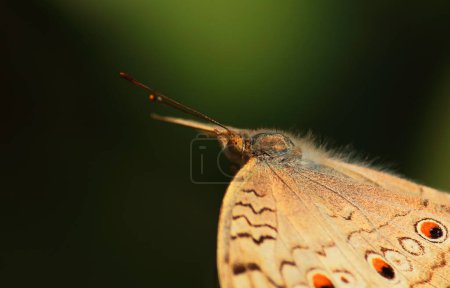 Téléchargez les photos : Gros plan d'un atlite junonia ou papillon gris panaché avec fond flou en saison estivale - en image libre de droit