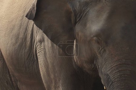 Photo for Close up of a beautiful and huge female indian elephant (elephas maximus indicus) in kaziranga national park, assam in north east india - Royalty Free Image