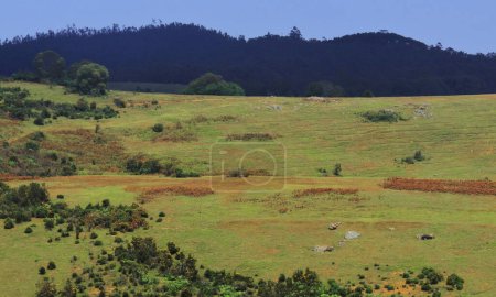 saftig grüne Wiesen, Kiefernwald und sanfte Landschaft der Nilgiri-Berge am 9th Meile Aussichtspunkt in der Nähe der Ooty Hill Station in Tamilnadu, Südindien