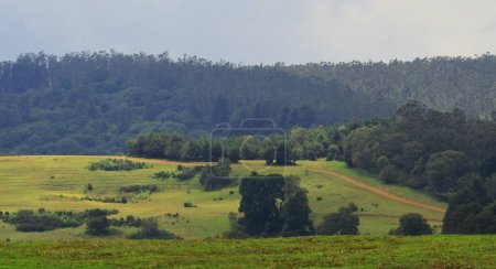 saftig grüne Wiesen, Kiefernwald und sanfte Landschaft der Nilgiri-Berge am 9th Meile Aussichtspunkt in der Nähe der Ooty Hill Station in Tamilnadu, Südindien