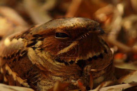 Nahaufnahme eines nachtaktiven Vogels mit langem Schwanz (caprimulgus climacurus), der auf dem Waldboden sitzt, getarnt mit trockenen Blättern