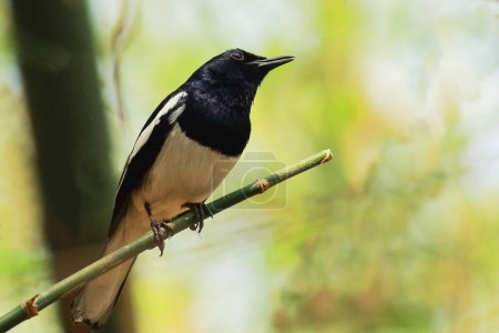 beautiful song bird a male oriental magpie robin (copsychus saularis)  perching on a branch, indian tropical forest