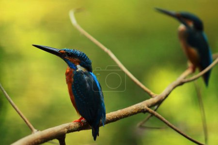 colorido común kingfisher o eurasiático kingfisher (alcedo atthis) posado en una rama, bosque tropical indio