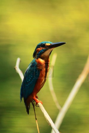 colorful common kingfisher or eurasian kingfisher (alcedo atthis) perching on a branch, indian tropical forest
