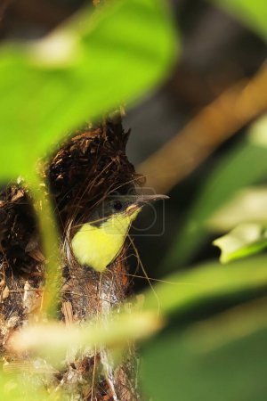 cute and juvenile purple rumped sunbird (leptocoma zeylonica) in the nest, summer season in tropical indian forest