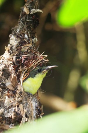 niedlicher und jugendlicher lila Rumpelsonnenvogel (Leptocoma zeylonica) im Nest, Sommersaison im tropischen indischen Wald