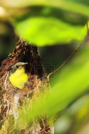 cute and juvenile purple rumped sunbird (leptocoma zeylonica) in the nest, summer season in tropical indian forest