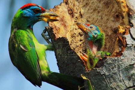 hermoso y colorido pájaro barbudo de garganta azul (psilopogon asiaticus) alimentar a los polluelos en el nido, bosque tropical en verano, la India
