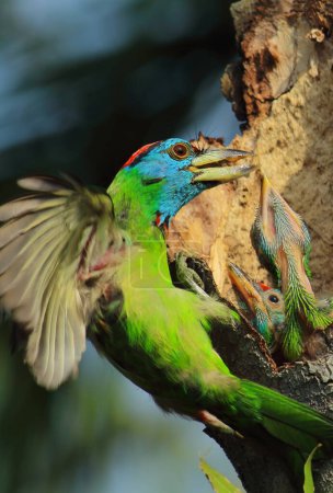 schöner und farbenfroher Blaukehl-Berberitzenvogel (psilopogon asiaticus), der Küken im Nest füttert, tropischer Wald im Sommer, Indien