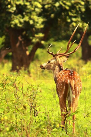 beau cerf, mâle chital ou cerf tacheté (axe axe) pâturage dans une prairie dans le parc national de Bandipur, ouest ghats biodiversité hotspot en Inde