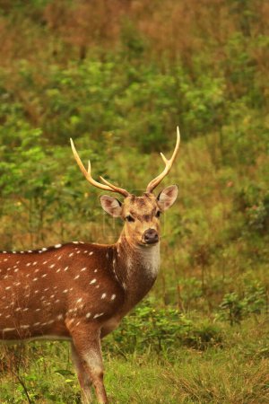 beau cerf, mâle chital ou cerf tacheté (axe axe) pâturage dans une prairie dans le parc national de Bandipur, ouest ghats biodiversité hotspot en Inde
