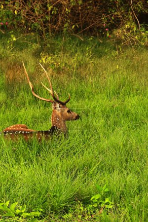 beautiful stag, male chital or spotted deer (axis axis) grazing in a grassland in bandipur national park, western ghats biodiversity hotspot in india