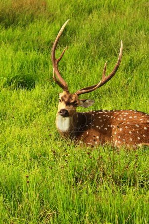 beautiful stag, male chital or spotted deer (axis axis) grazing in a grassland in bandipur national park, western ghats biodiversity hotspot in india