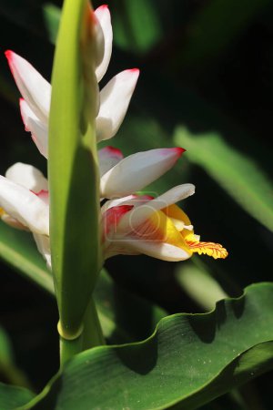 Nahaufnahme wunderschöner Badi elaichi oder schwarzer Kardamom-Blüten (amomum subulatum), die als Heilpflanze und Gewürze verwendet werden