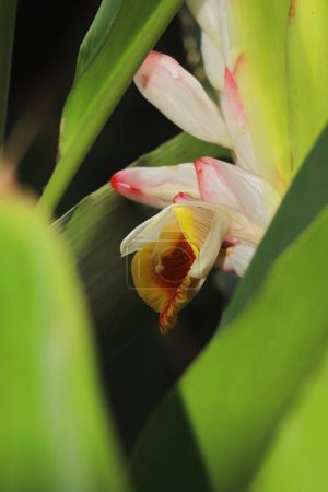 vue rapprochée de belles fleurs de badi elaichi ou de cardamome noire (amomum subulatum), utilisées comme plante médicinale et épices