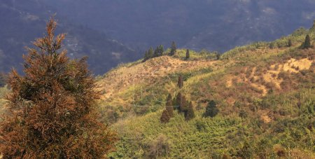 vista panorámica exuberante verdes montañas himalaya estribaciones desde el punto de vista simana basti, en la frontera internacional de la India y nepal, darjeeling, la India