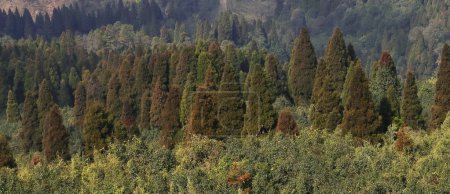beautiful pine woodland (coniferous forest) of lepcha jagat, slopes of himalaya mountain foothills near darjeeling hill station in west bengal, india