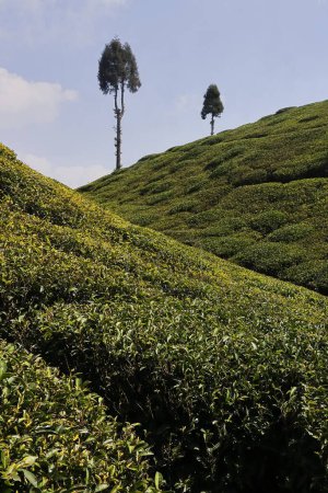 beautiful lush green tea garden of darjeeling, famous gopaldhara tea estate near mirik, located on himalaya mountains foothills in west bengal, india