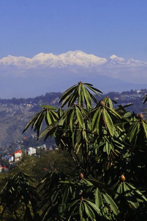 panorama of beautiful darjeeling hill station and snowcapped mount kangchenjunga, sleeping buddha range of himalaya mountains, west bengal in india