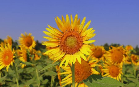 yellow sunflowers are in bloom, beautiful sunflower field in summer season in sunny day, oil seed crops cultivation in india
