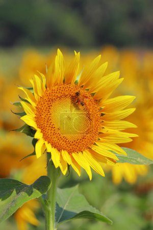 honey bee collecting pollen and pollinating sunflower in summer season, selective focus and blurred background, oil crops farming in india