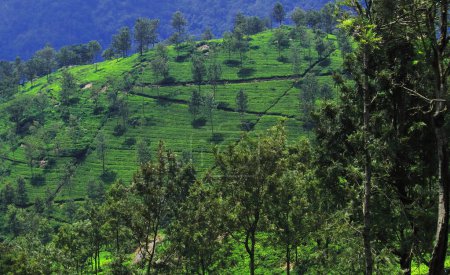 panorama of lush green nilgiri mountain foothills and terrace field, tea garden of coonoor near ooty hill station in tamilnadu, south india