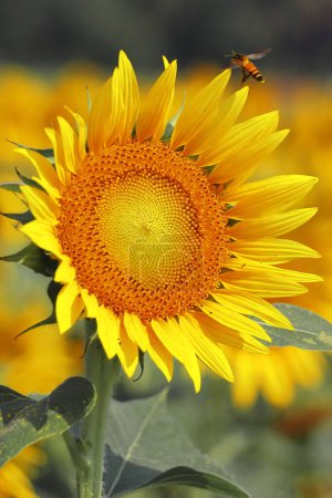 Nahaufnahme der schönen gelben Farbe gemeine Sonnenblume (helianthus annuus) in der Blüte auf dem Feld in der Sommersaison, Ölsaatenanbau in Indien