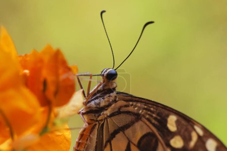Téléchargez les photos : Papillon vert ou papillon citron (papilio demoleus) également connu sous le nom de hirondelle à damier, sur bougainvilliers, sucer le nectar et polliniser la fleur - en image libre de droit